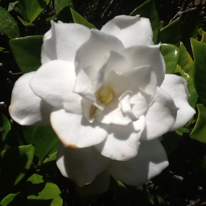plant image 287466