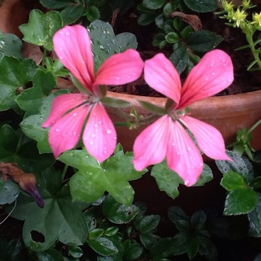 Geranium