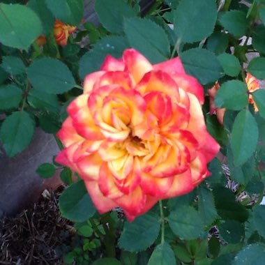 Rosa