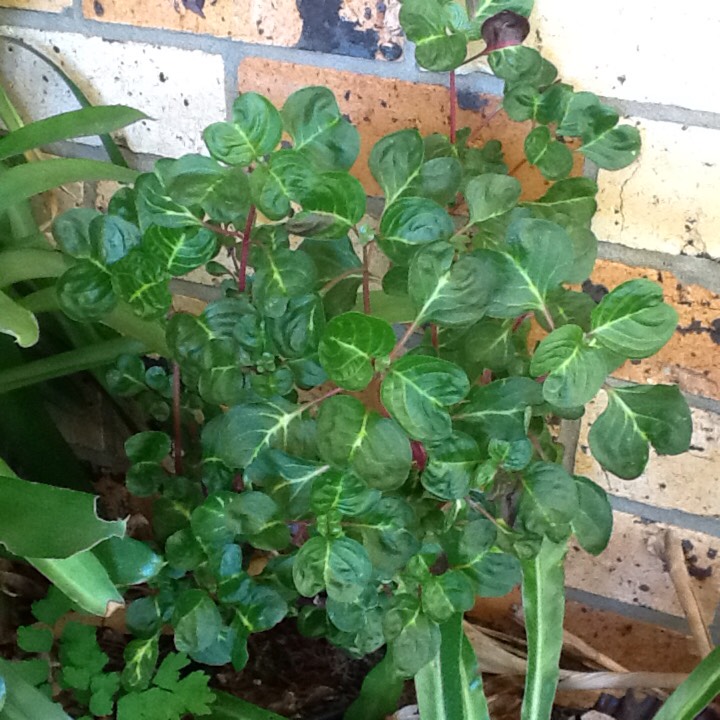 plant image 288590