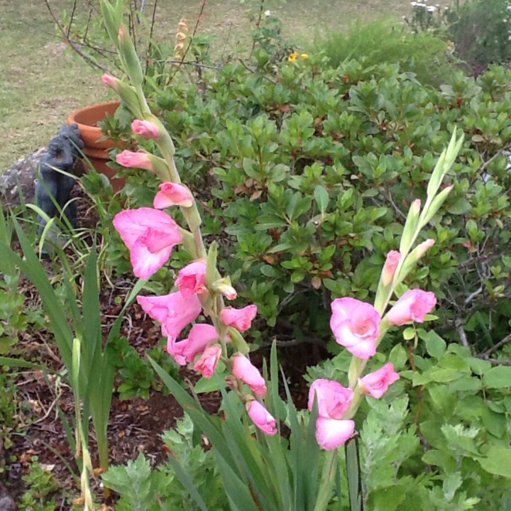 plant image 288842