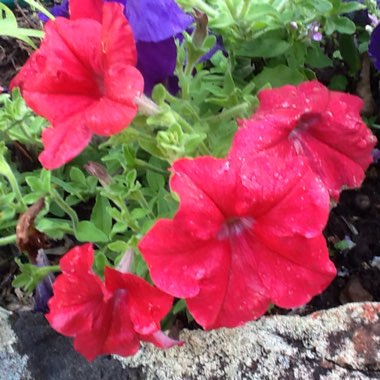 Petunia