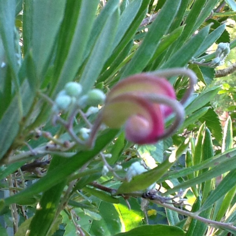 Grevillea rosmarinifolia 'Jenkinsii'