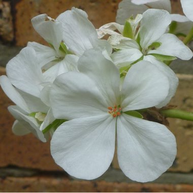 Geranium
