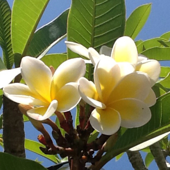 Plant image Plumeria