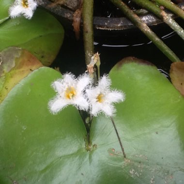 Nymphaea