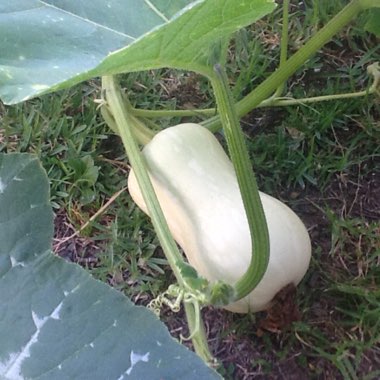 Cucurbita Moschata 'Winter Hornet' F1