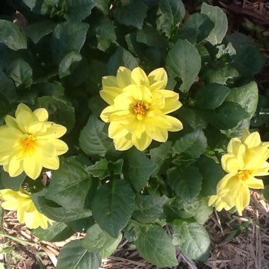 Dahlia