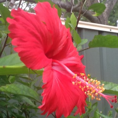 Hibiscus rosa-sinensis