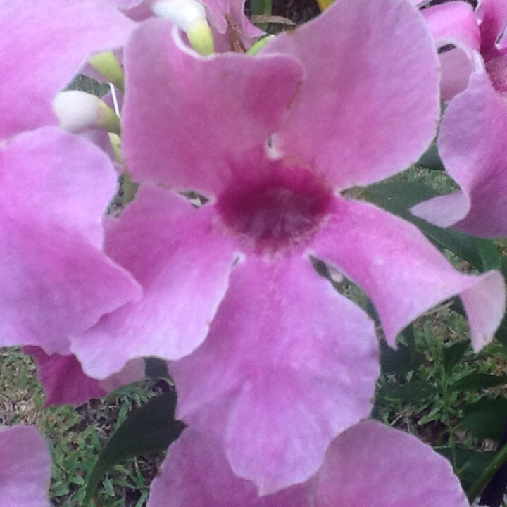 Plant image Pandorea jasminoides 'Party Pink'