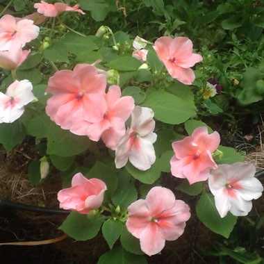 Impatiens tinctoria