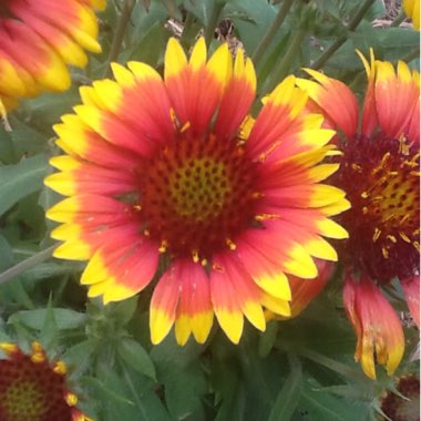 Gaillardia x grandiflora 'Arizona Sun' syn. Gaillardia 'Arizona Sun'