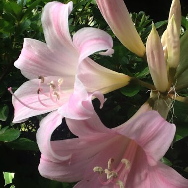 Hippeastrum