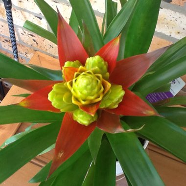 Guzmania