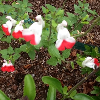 Salvia 'Hot Lips' syn. Salvia x jamensis 'Hot Lips', Salvia microphylla 'Hot Lips'