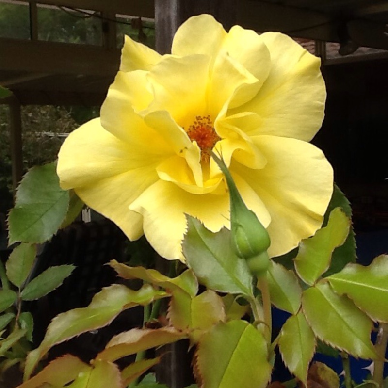 plant image 32406 plant image 32406