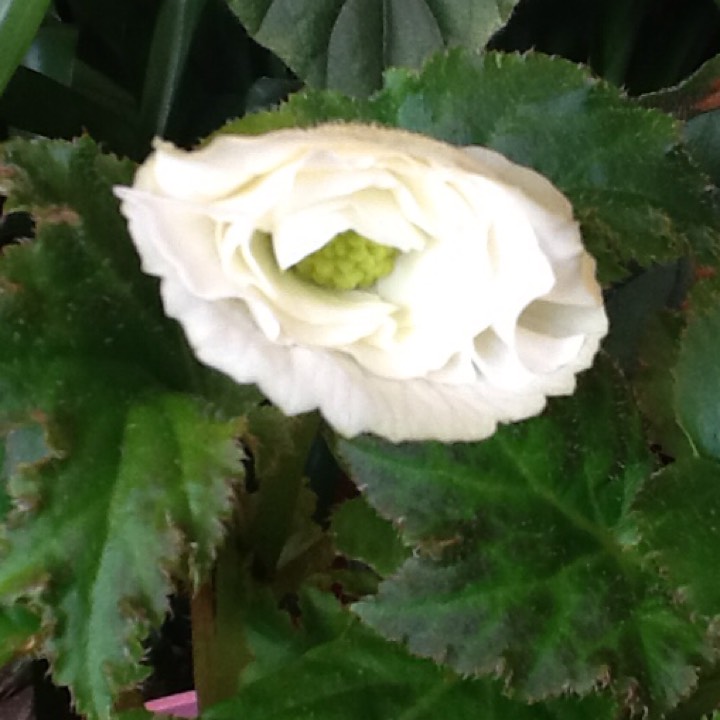 Plant image Begonia (Tuberous)