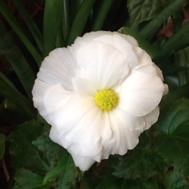 Begonia (Tuberous)