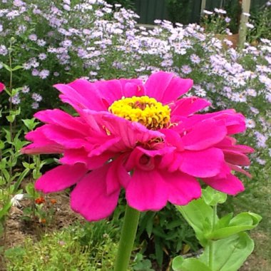 Zinnia elegans