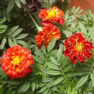Tagetes patula hybrids