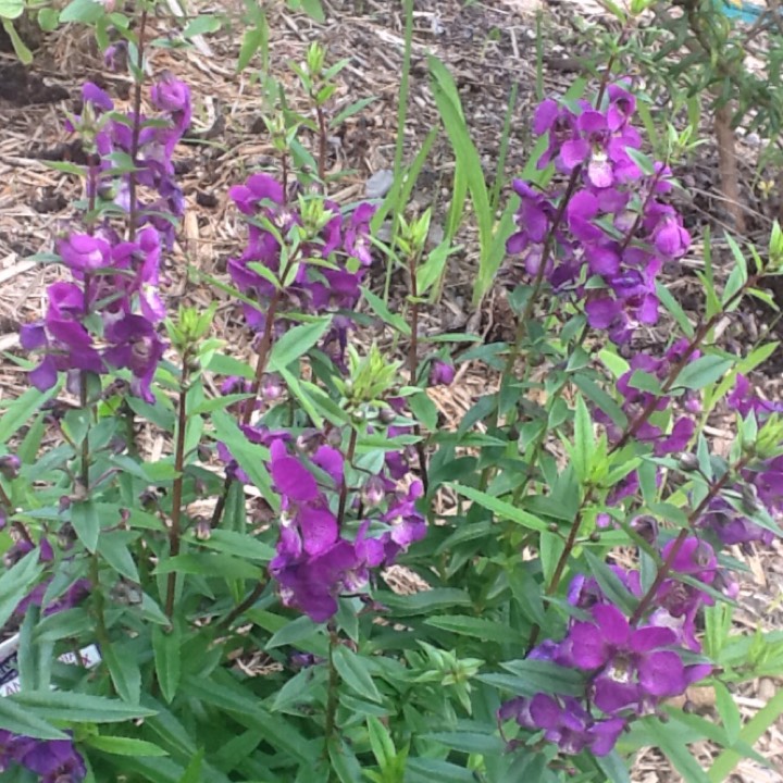 plant image 336055