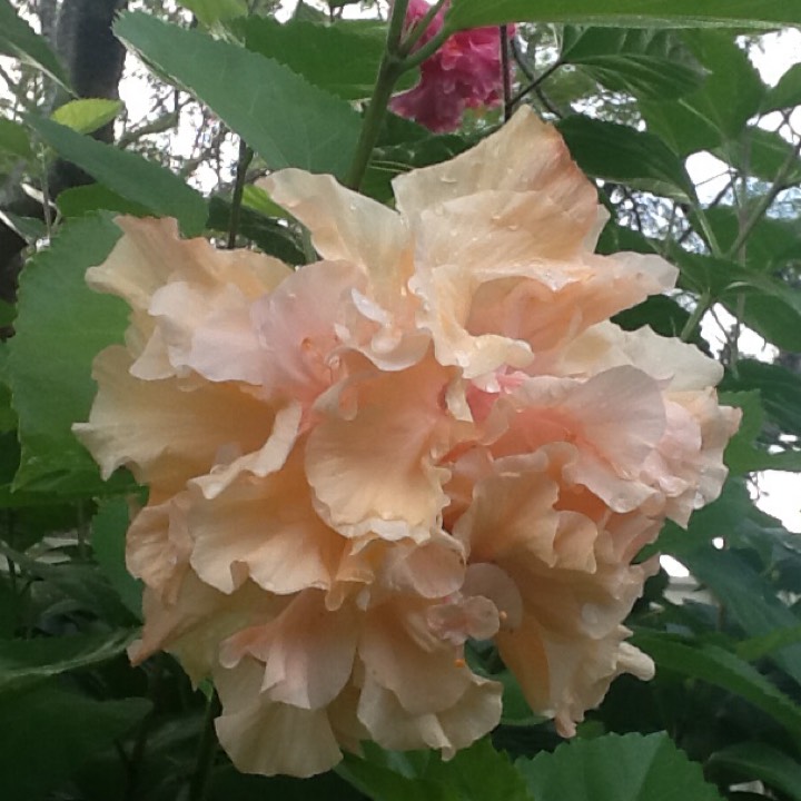 Plant image Hibiscus rosa-sinensis