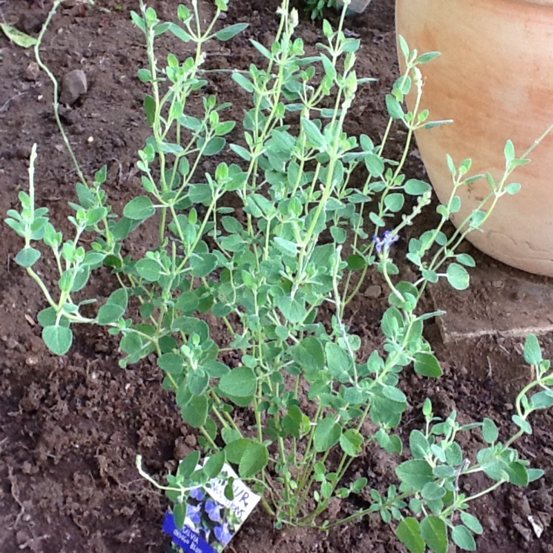 plant image 34428