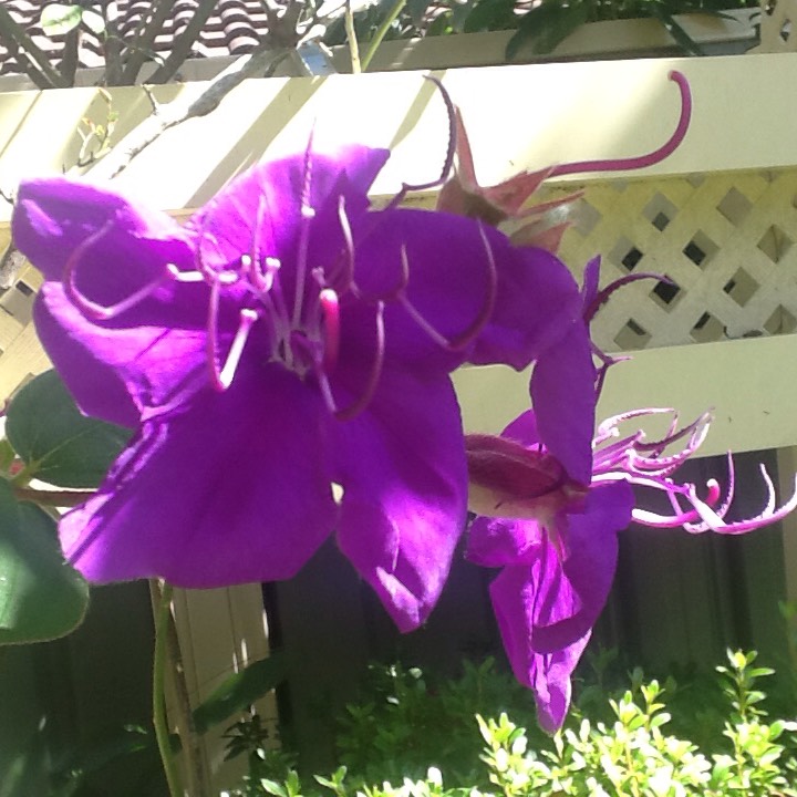 Plant image Tibouchina urvilleana