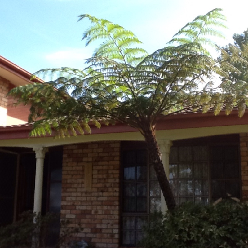 plant image 37283