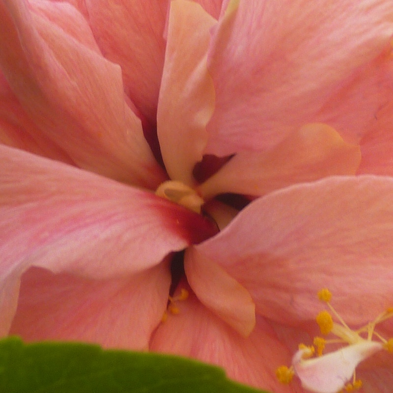 plant image 42655 plant image 42655