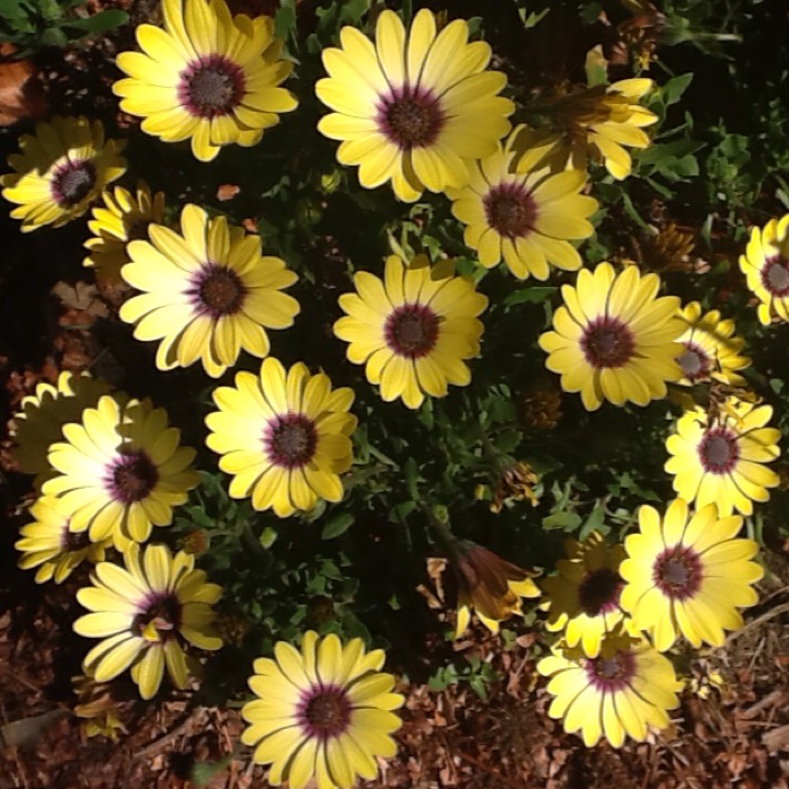 plant image 538029