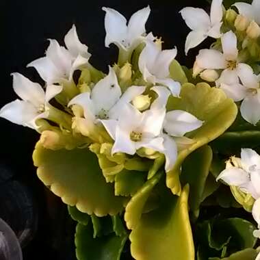 Kalanchoe Blossfeldiana