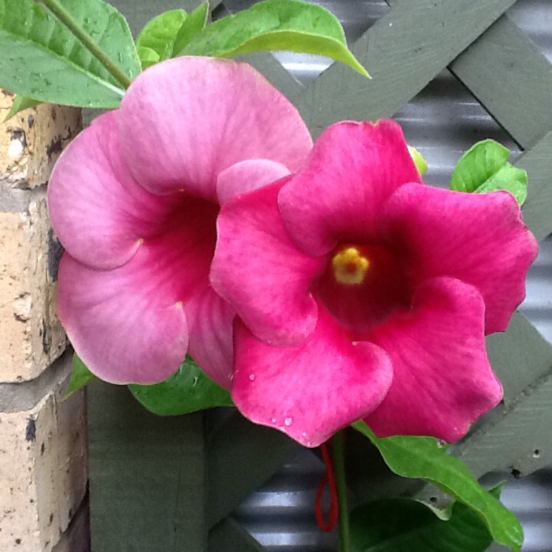 plant image 56162
