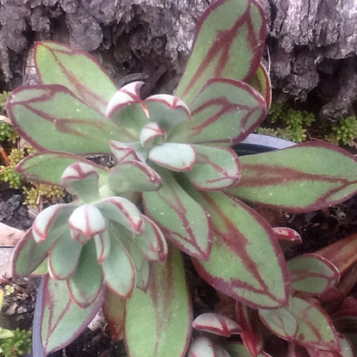 plant image 562984