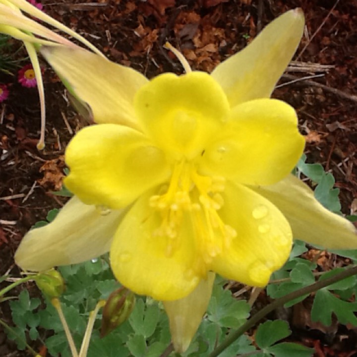 plant image 570587