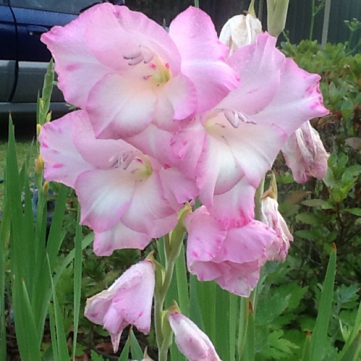 plant image 591756