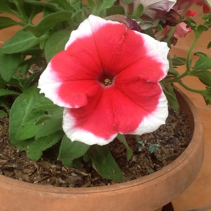 plant image 592333 plant image 592333