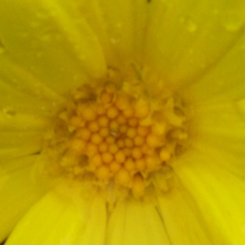 plant image 62334 plant image 62334