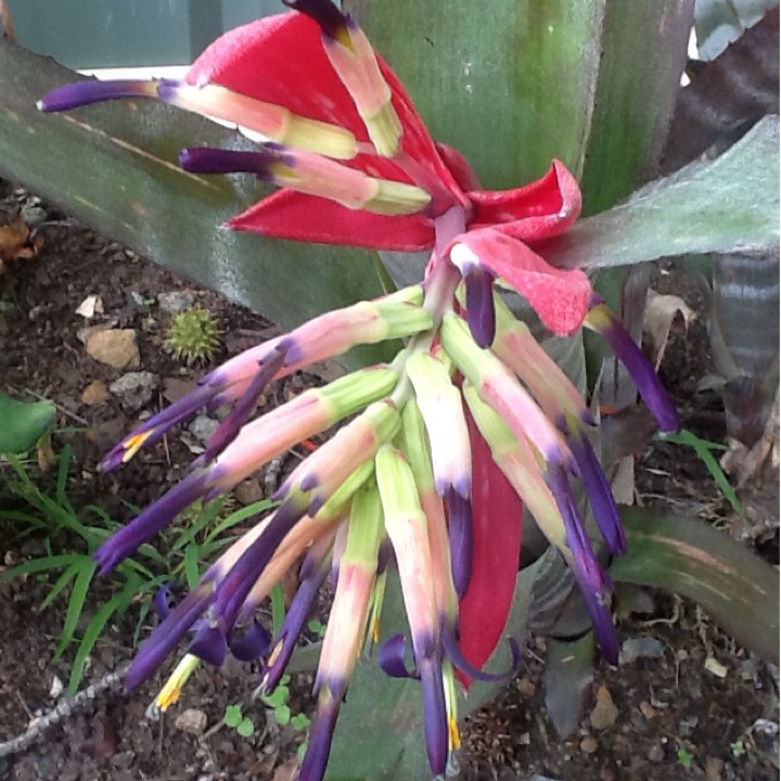 plant image 632412 plant image 632412