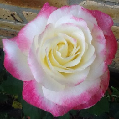 Rosa (Hybrid Tea)