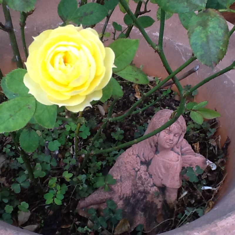 Rosa