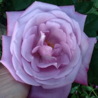 Rosa (Hybrid Tea)