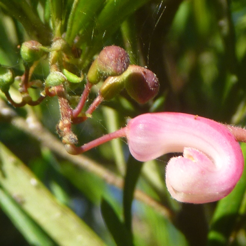 plant image 66123