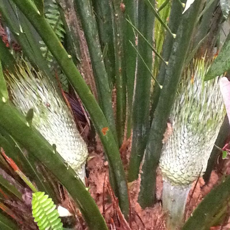 plant image 66196