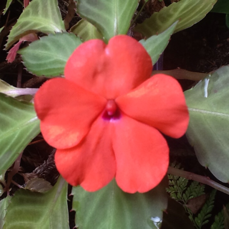 plant image 66288 plant image 66288