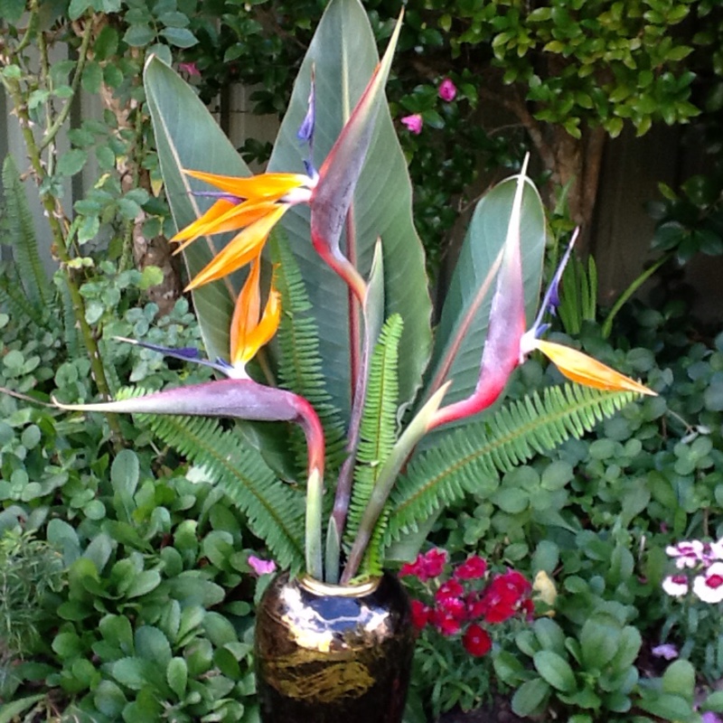 Strelitzia reginae