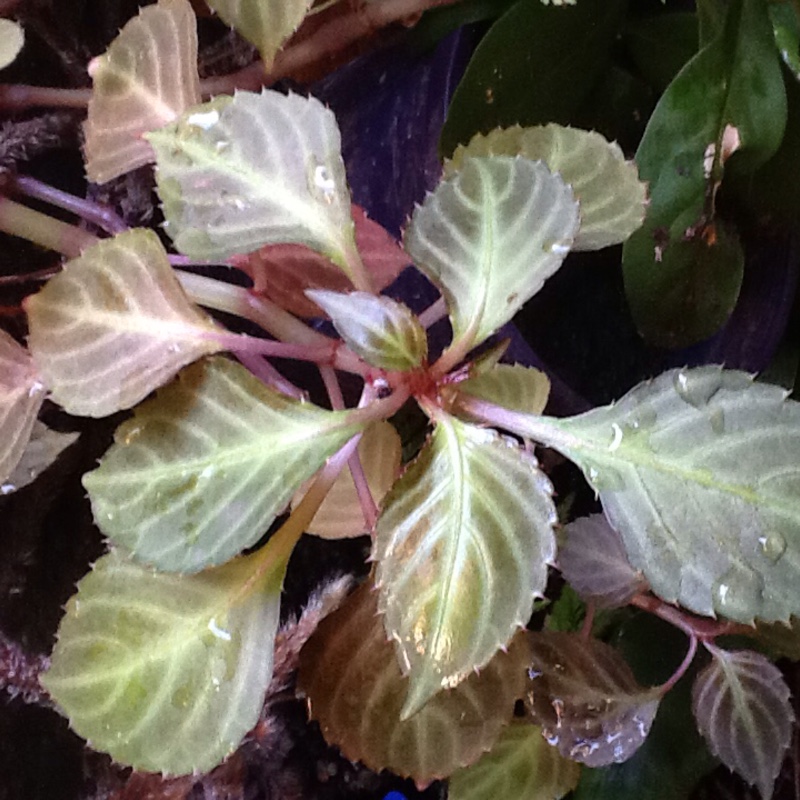 plant image 69425 plant image 69425