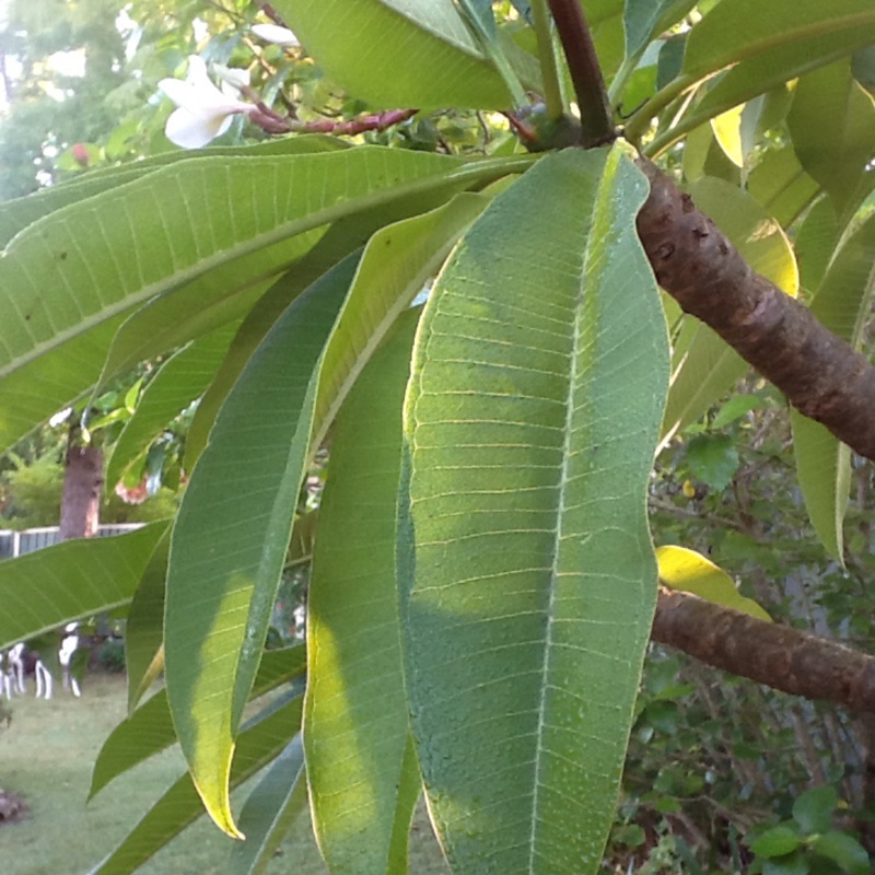 plant image 69431