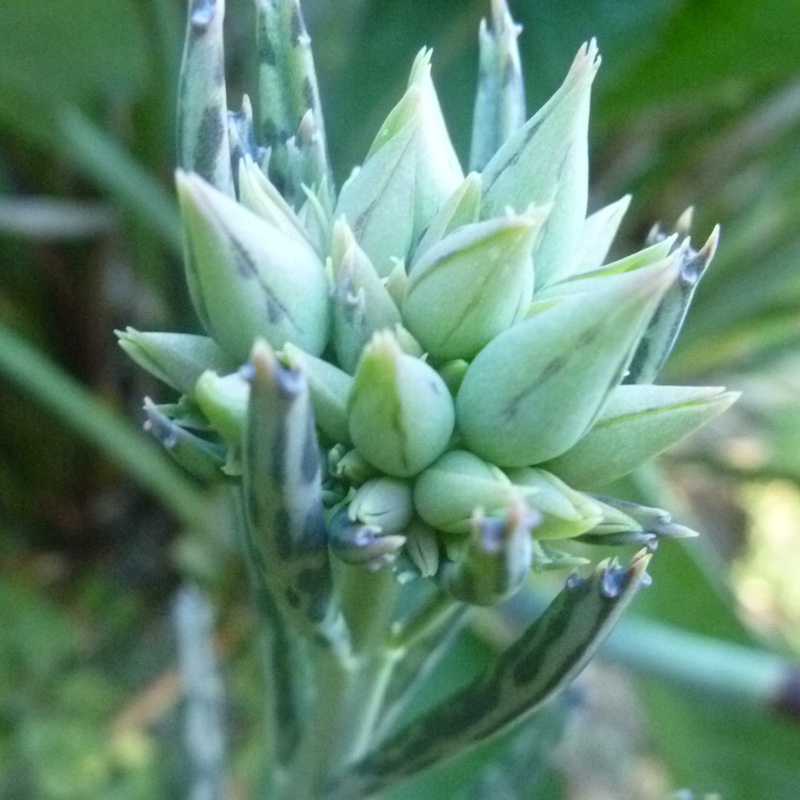 plant image 75092 plant image 75092