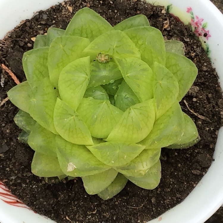 plant image 803275